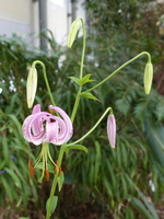 Foto: Dr. Peter Müller